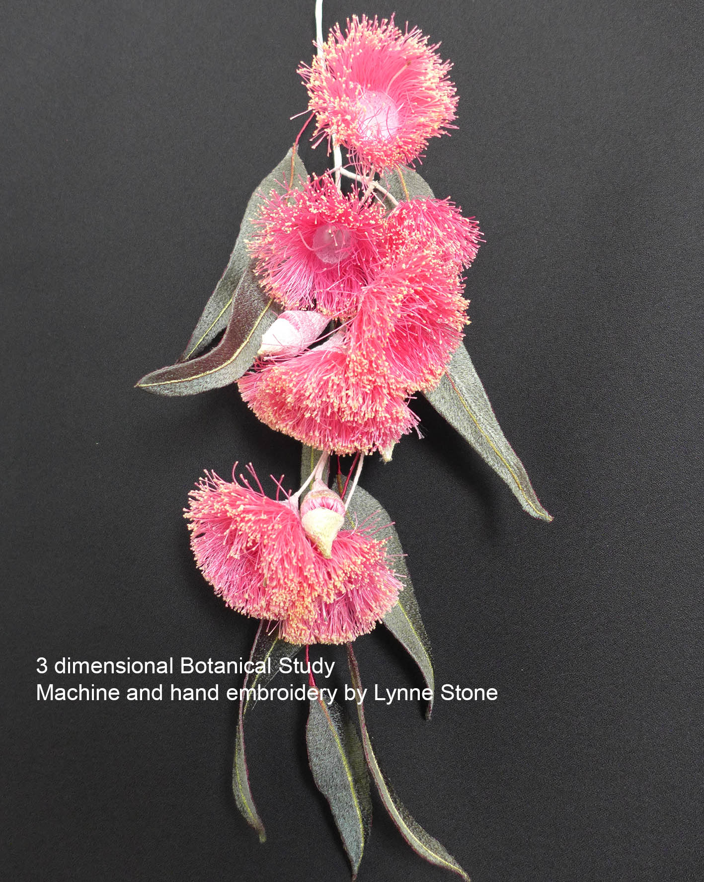 Eucalyptus caesia201